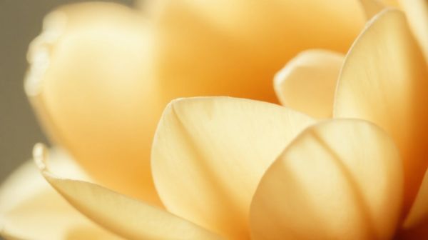 Les 5 raisons de choisir des fleurs de cbd bio maintenant